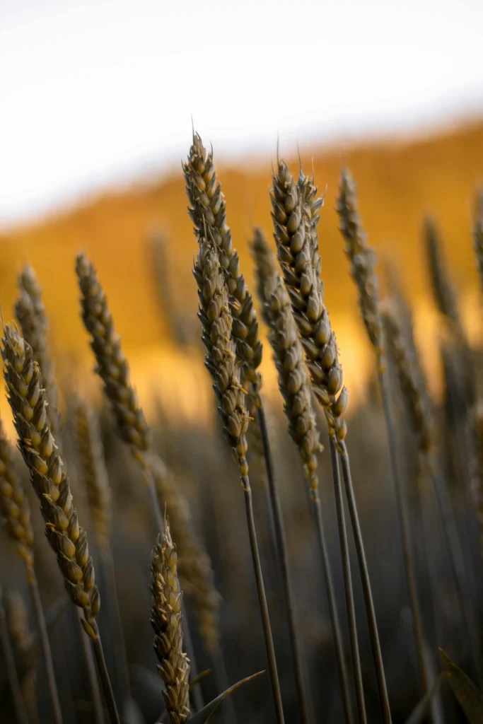 루틴(Rutin)'이 모세혈관의 탄력을 높이고 혈관 벽이 딱딱해지는 것을 막아줌